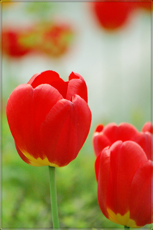 Tulips_by_runemetsa.jpg