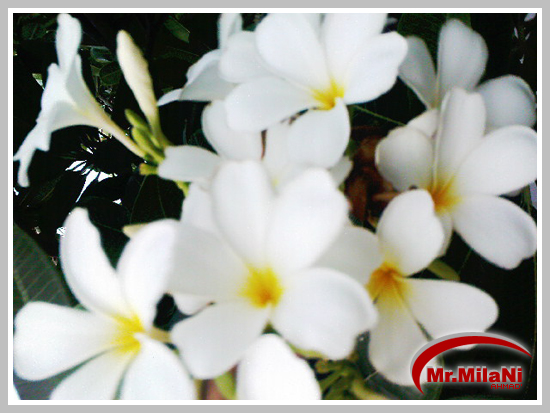White_Flowers_by_MrMilaNi