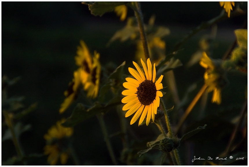 Morning Sunlight Sunflowers by kkart