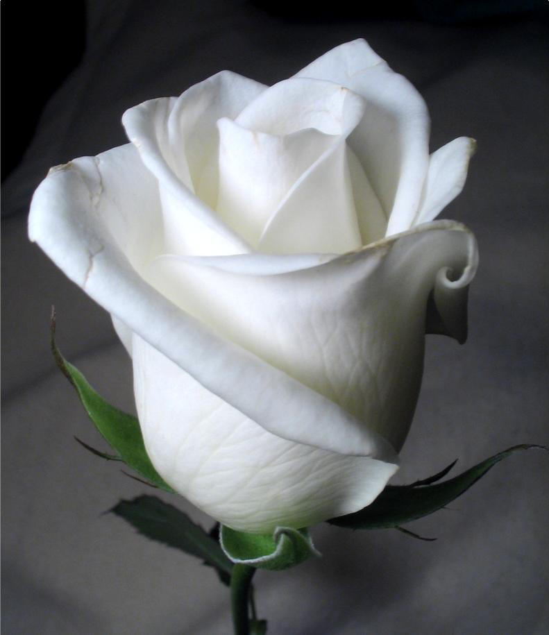 white rose by twofuzzysumos