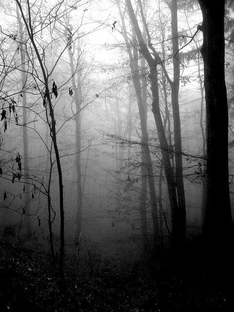 Black Forest by LunaIndignata