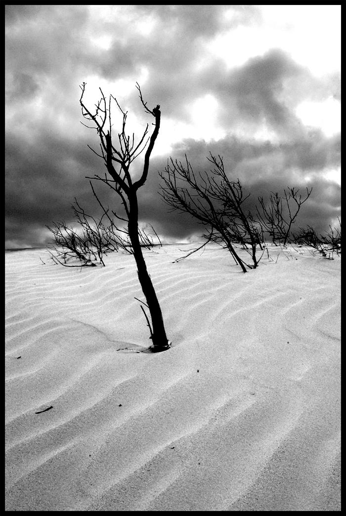 sand dunes black and white