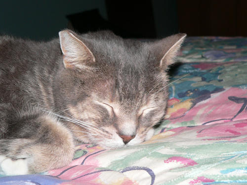 https://fc08.deviantart.com/fs11/i/2006/193/9/f/Sleeping_Cat_by_ebug9.jpg