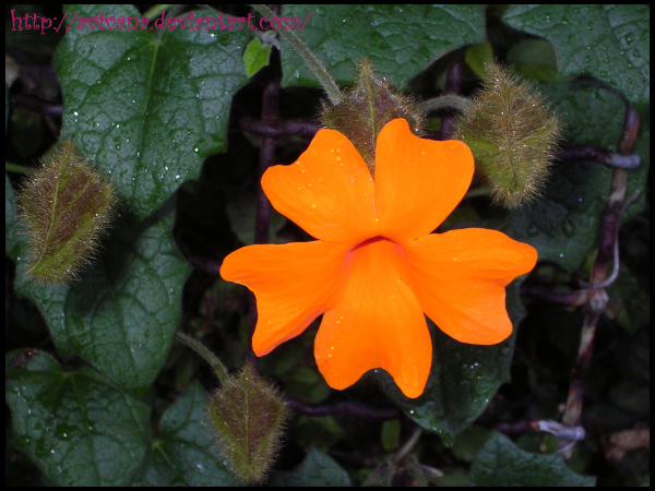orange_flower_by_Avivana.png